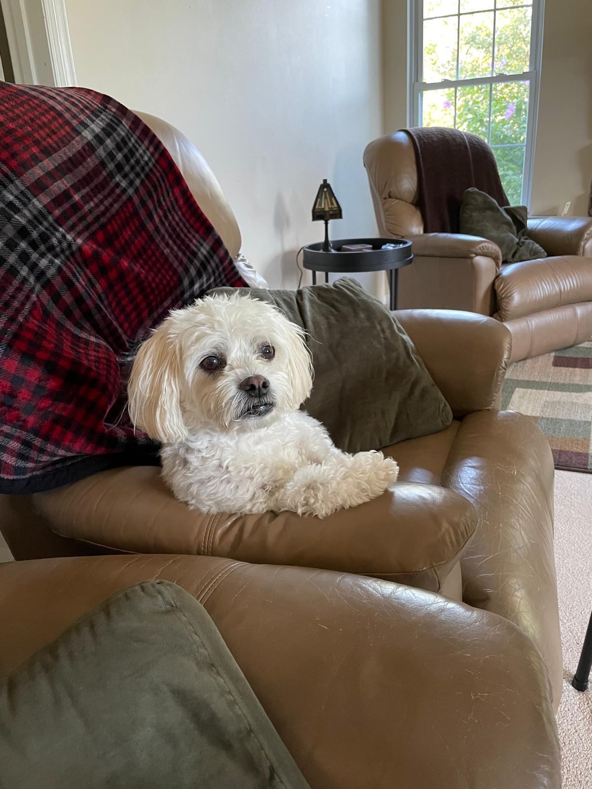 The Director of Cuteness (DoCute) sitting in an arm chair.